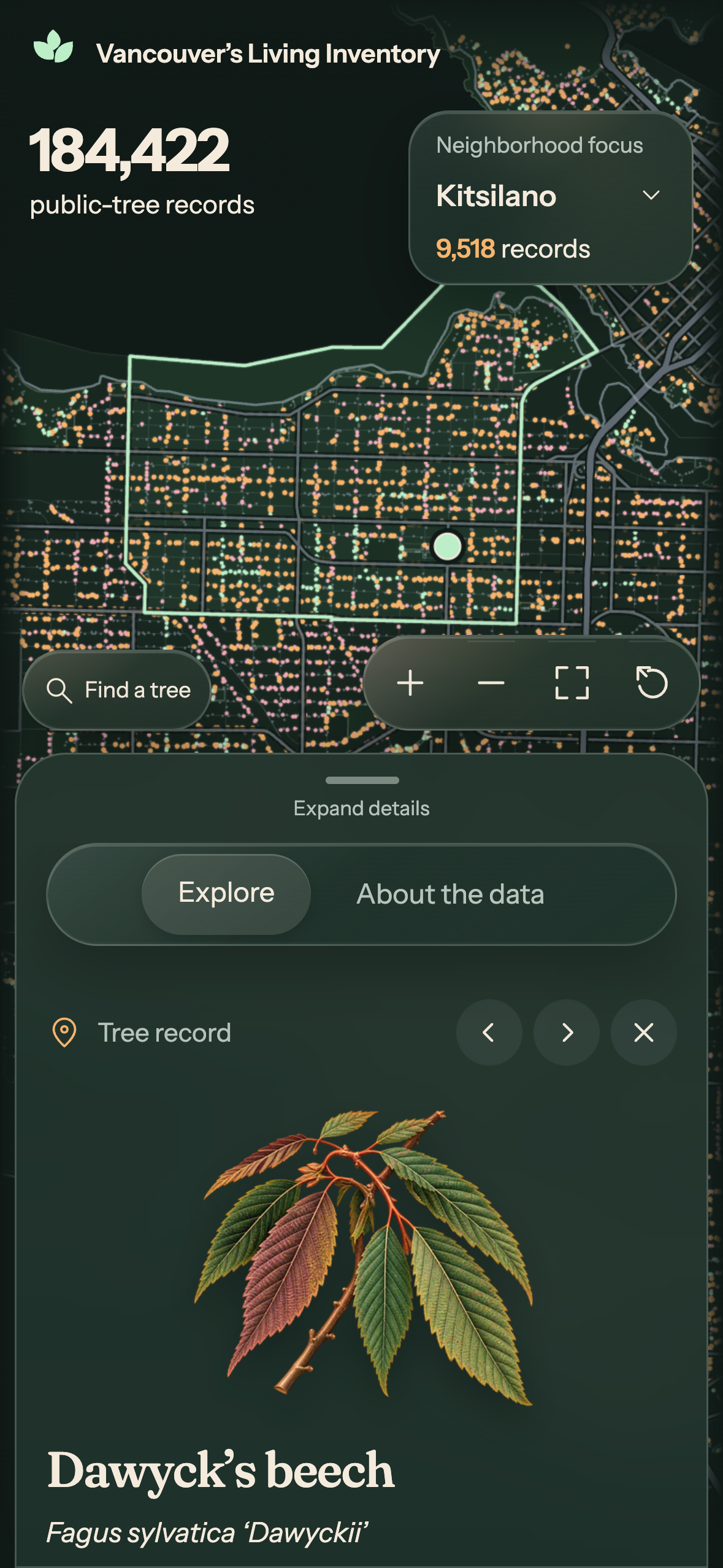 Mobile inventory explorer with a scrollable bottom drawer showing a selected beech record